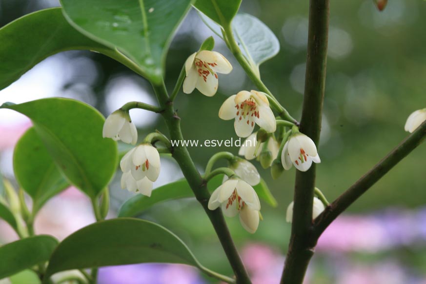 Magnolia laevifolia