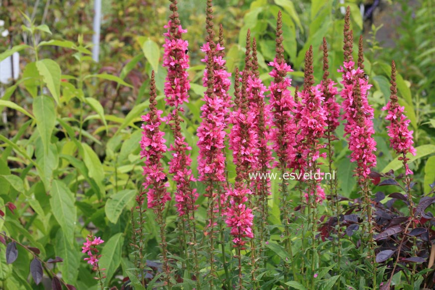 Lythrum salicaria 'Robert'