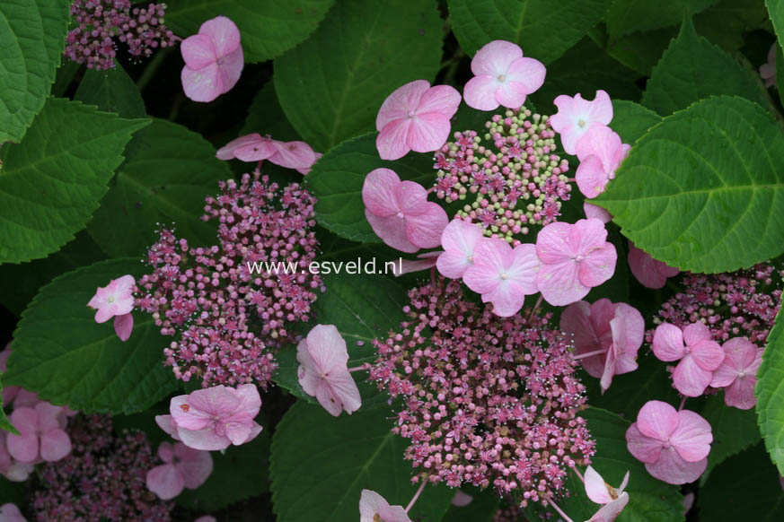 Hydrangea macrophylla