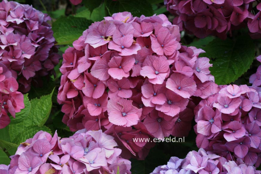 Hydrangea macrophylla 'Habsburg'