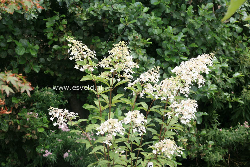 Hydrangea paniculata 'Crug Farm'