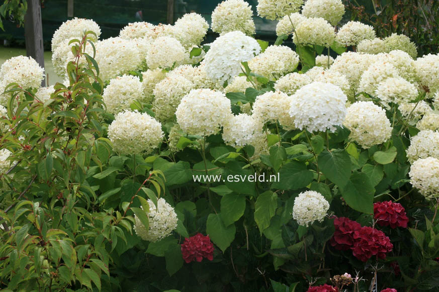 Hydrangea arborescens 'Bounty'