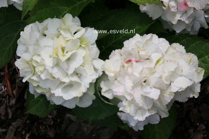 Hydrangea macrophylla 'Hortmawin' (MAGICAL WINGS)