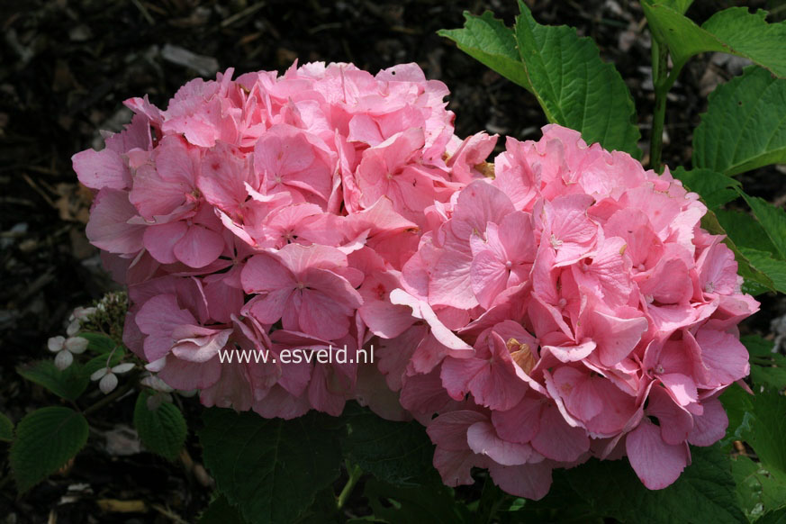 Hydrangea macrophylla 'Kolmadan' (MAGICAL DANIQUE)