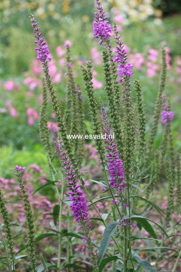 Veronica longifolia 'Eveline'