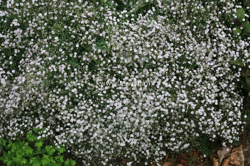 Gypsophila 'Rosenschleier'