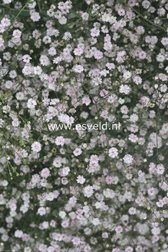 Gypsophila 'Rosenschleier'