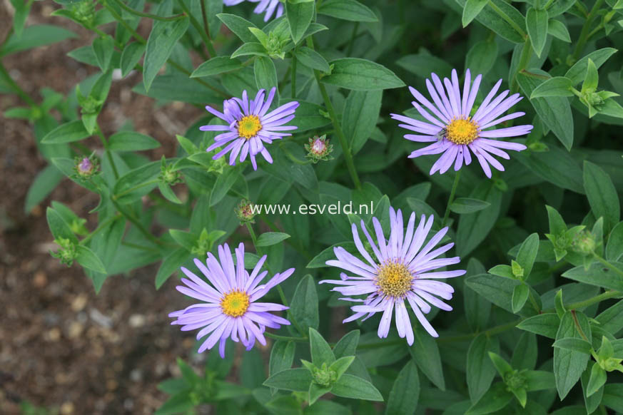 Aster frikartii 'Moench'