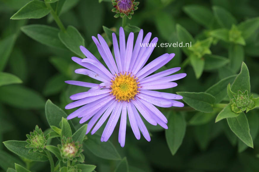 Aster frikartii 'Moench'