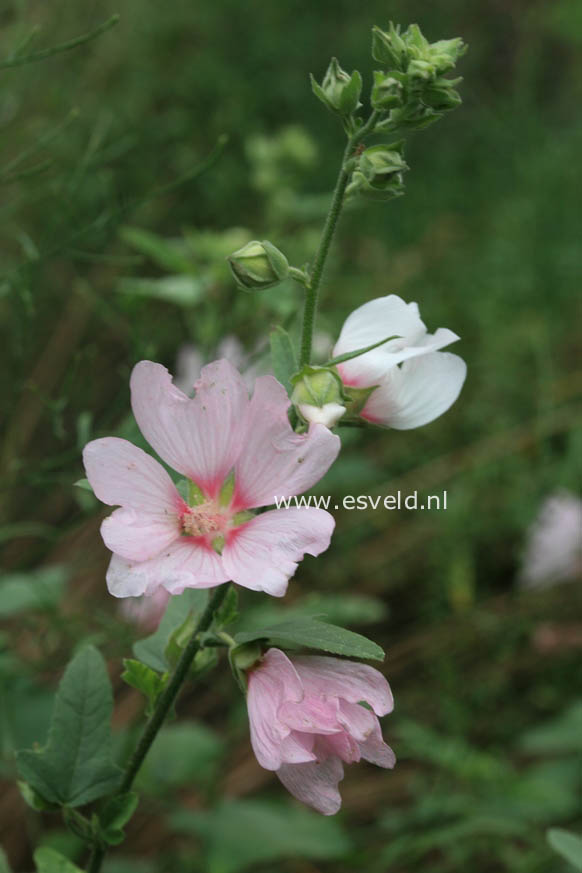 Lavatera 'Blushing Bride'