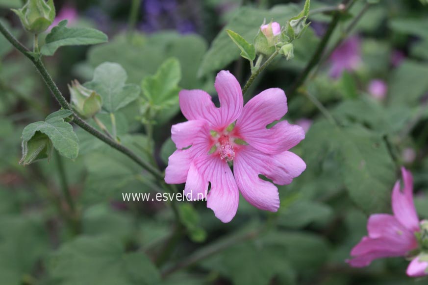 Lavatera 'Candy Floss'