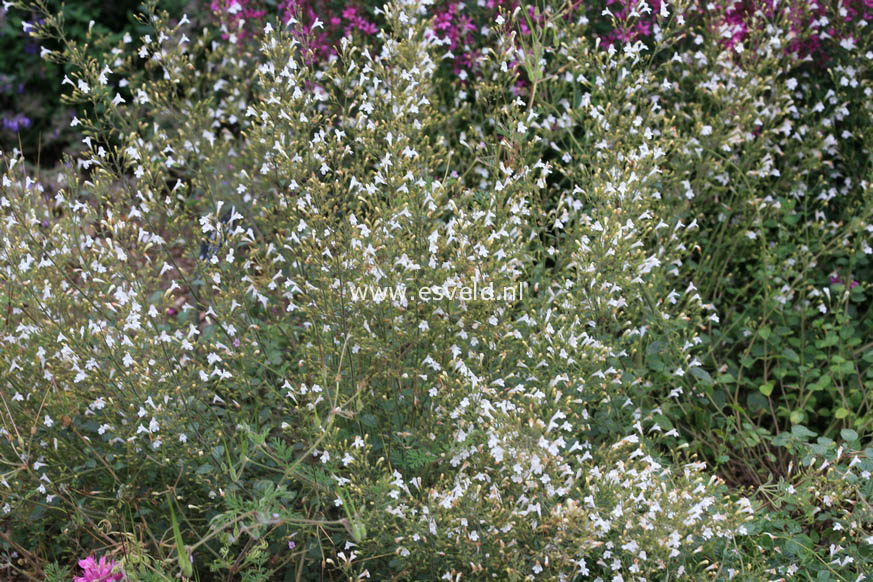 Calamintha nepeta 'White Cloud'