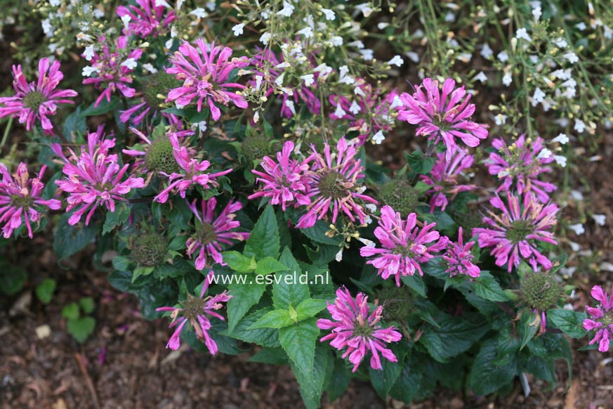 Monarda 'Acpetdel' (PETITE DELIGHT)