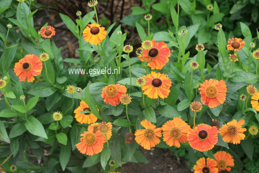 Helenium 'Sahin's Early Flowerer'