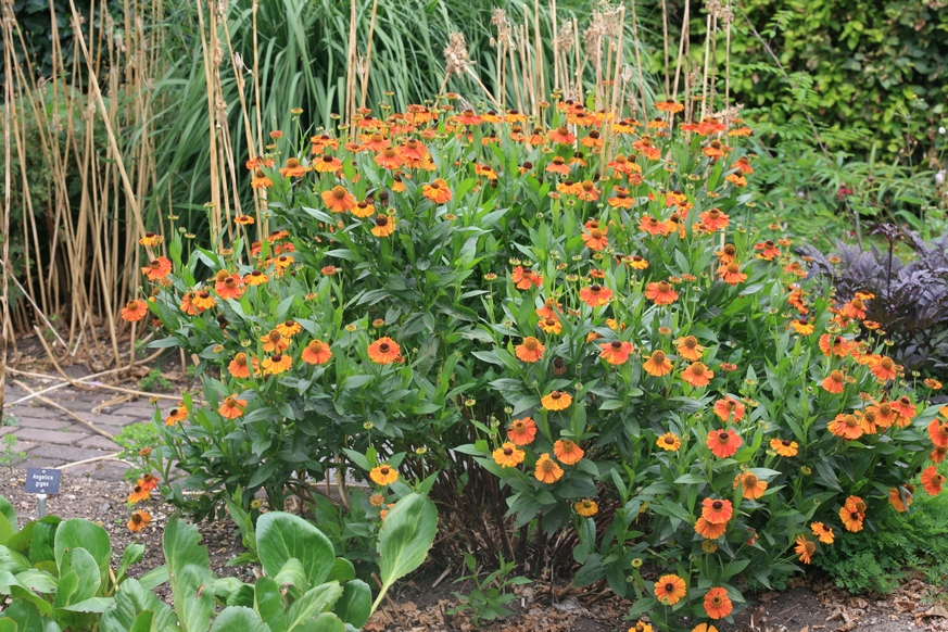 Helenium 'Sahin's Early Flowerer'