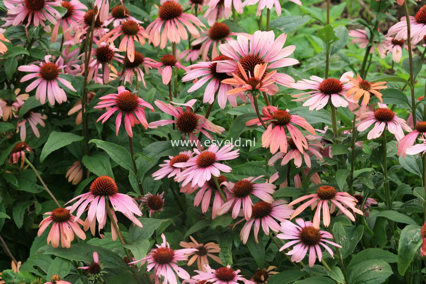 Echinacea purpurea 'Summer Sky'