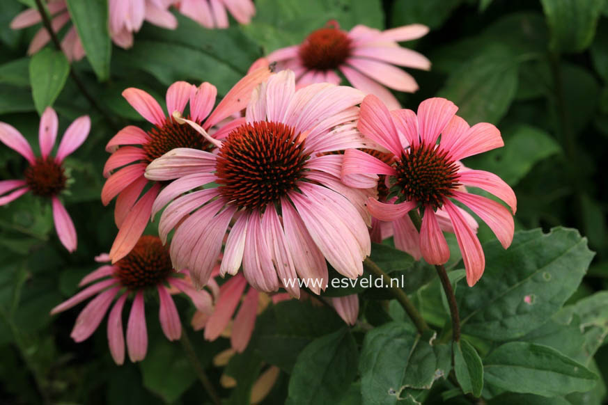 Echinacea purpurea 'Summer Sky'