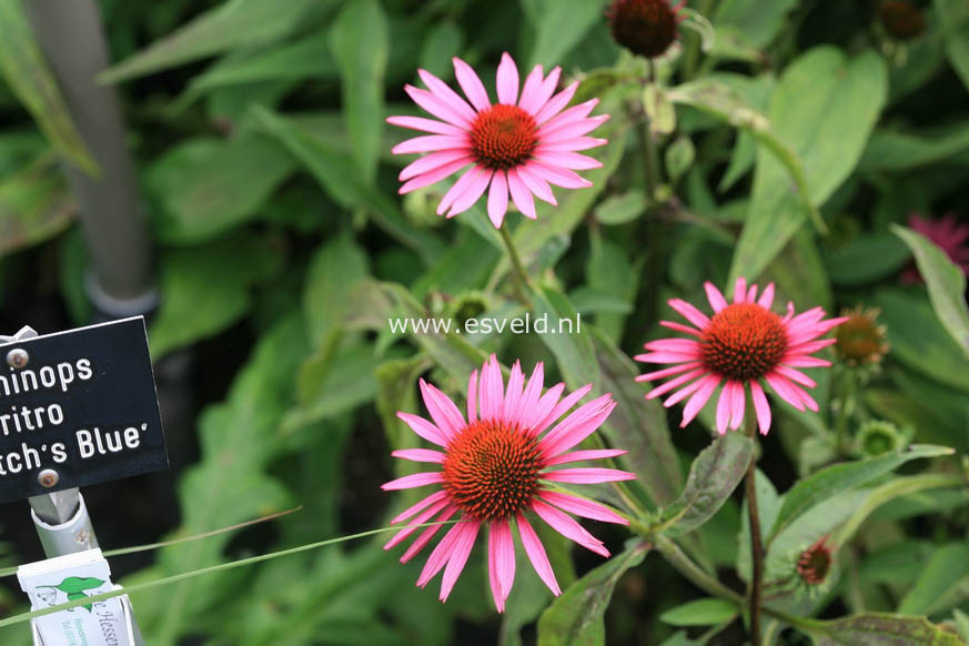 Echinacea purpurea 'Pica Bella'