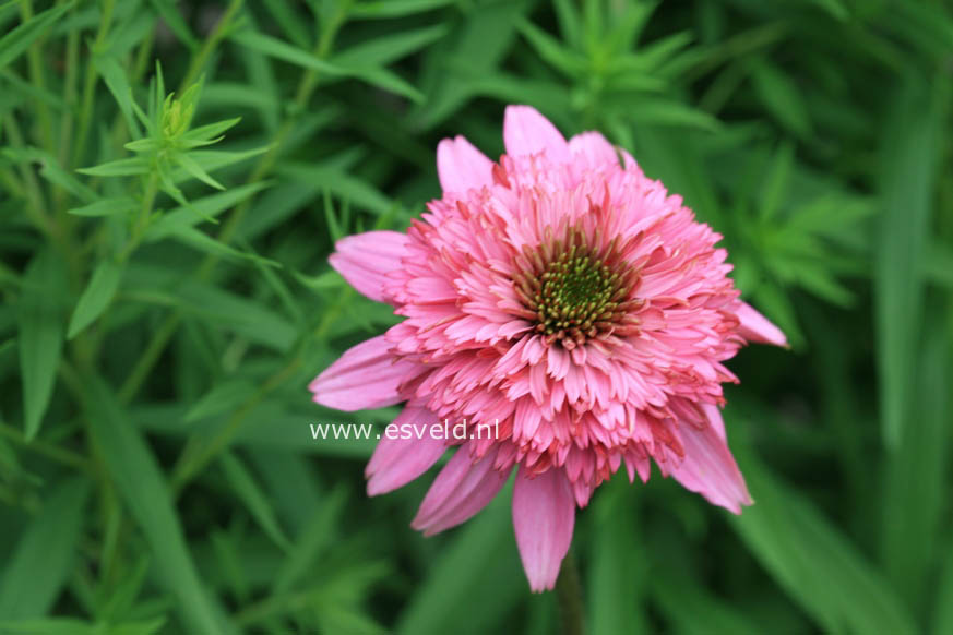 Echinacea purpurea 'Razzmatazz'