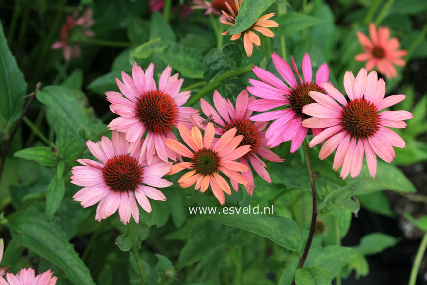 Echinacea purpurea 'Sundown'