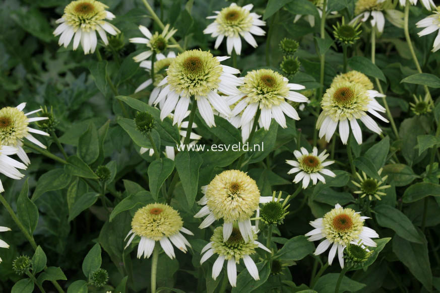 Echinacea purpurea 'Coconut Lime'