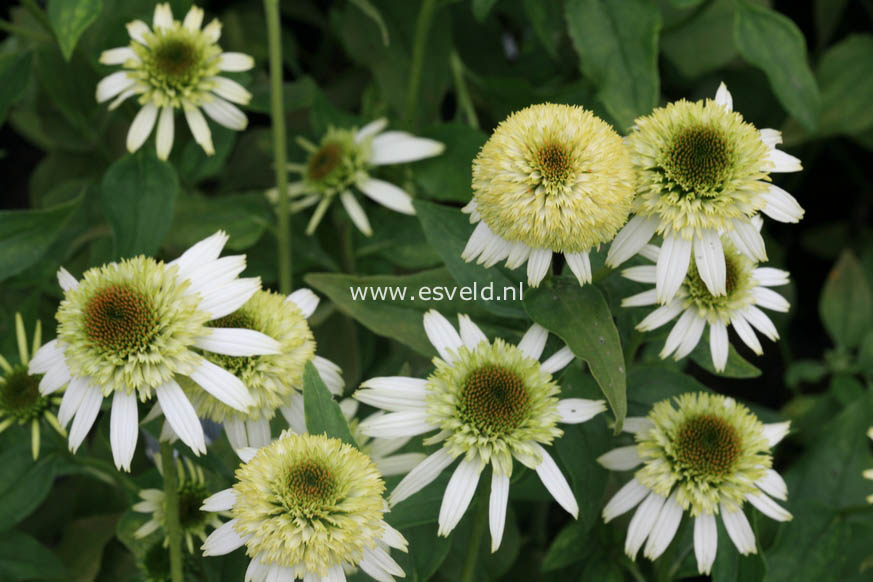 Echinacea purpurea 'Coconut Lime'