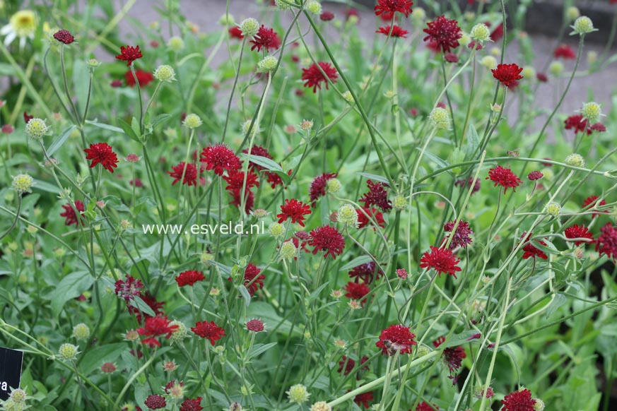 Knautia macedonica