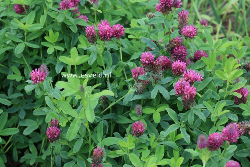 Trifolium rubens