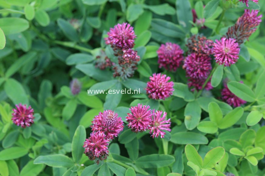 Trifolium rubens