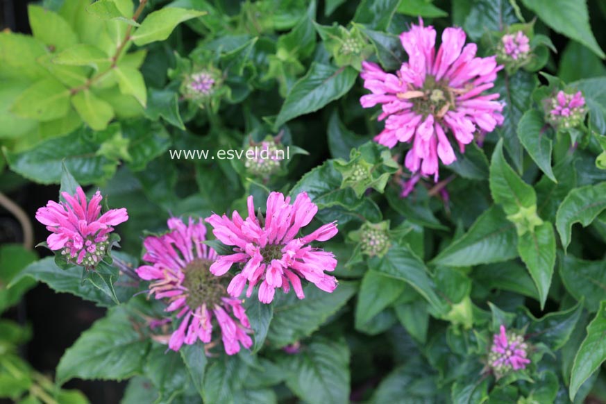 Monarda 'Acpetdel' (PETITE DELIGHT)