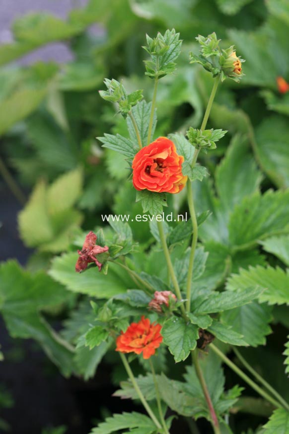 Potentilla 'William Rollison'