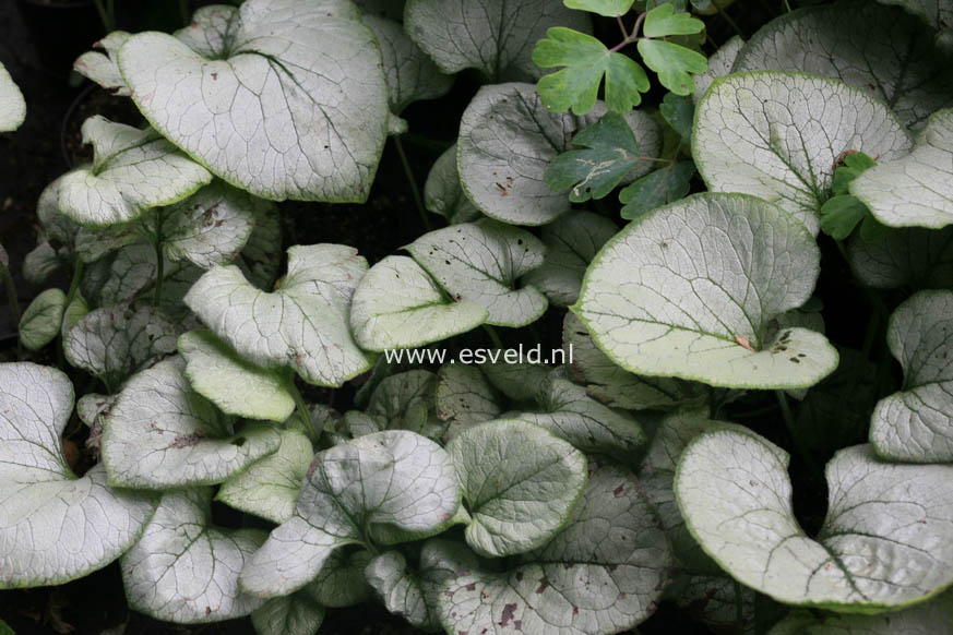 Brunnera macrophylla 'Looking Glass'