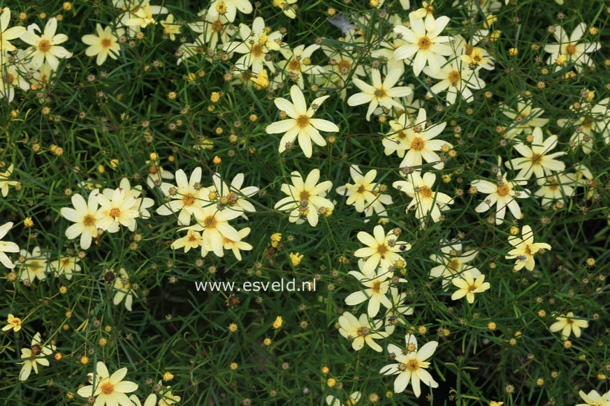 Coreopsis verticillata 'Moonbeam'