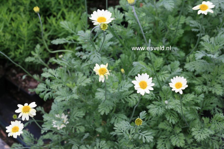 Anthemis 'Susanna Mitchell'