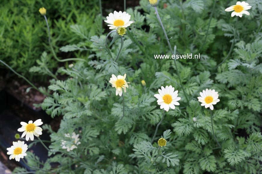 Anthemis hybrida 'Susanna Mitchell'