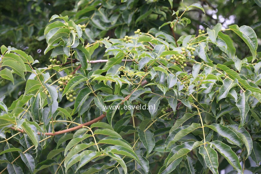 Phellodendron amurense