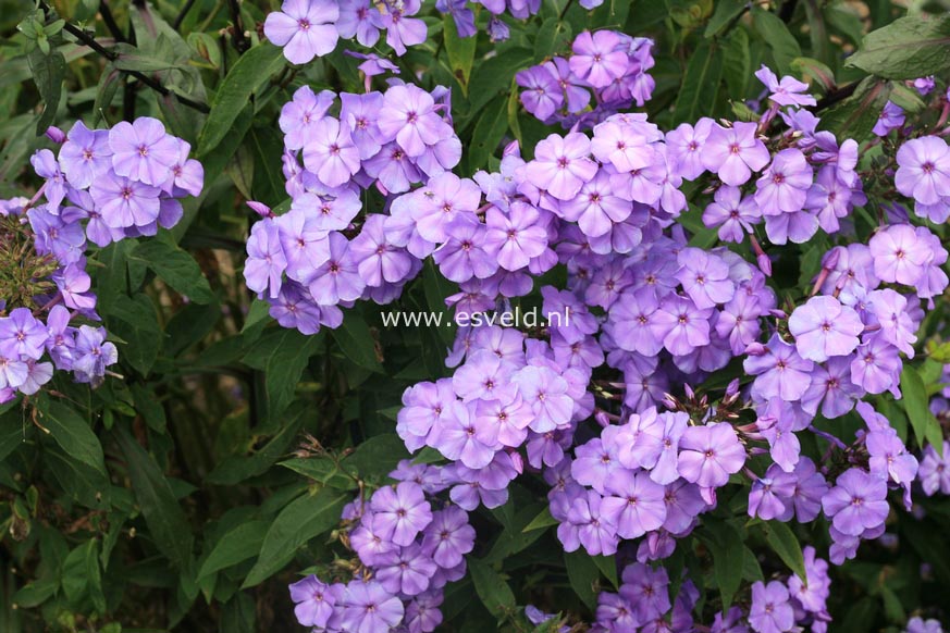 Phlox paniculata 'Blue Paradise'