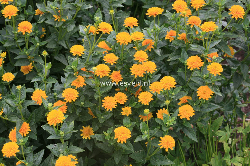 Heliopsis helianthoides 'Asahi'