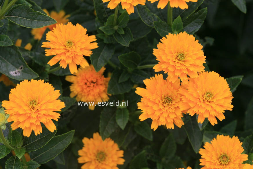 Heliopsis helianthoides 'Asahi'