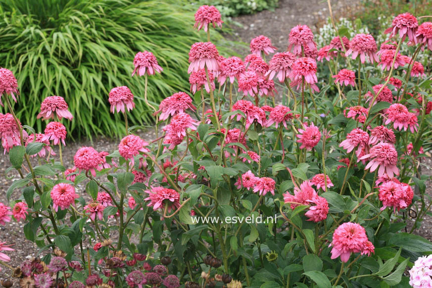 Echinacea purpurea 'Razzmatazz'