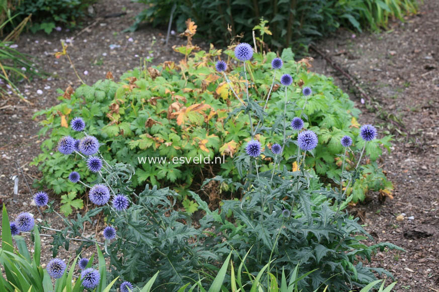 Echinops ritro 'Veitch's Blue'