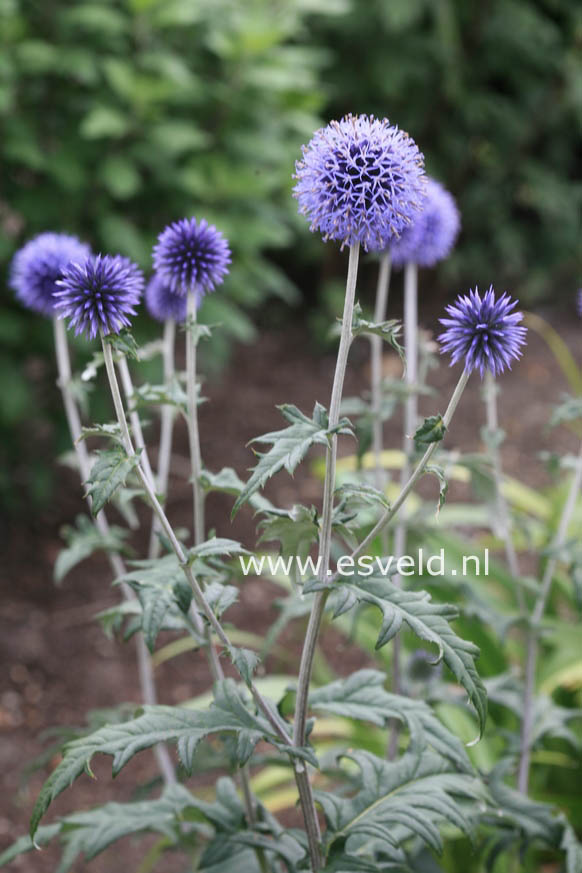 Echinops ritro 'Veitch's Blue'