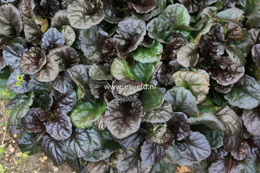 Ajuga reptans 'Black Scallop'