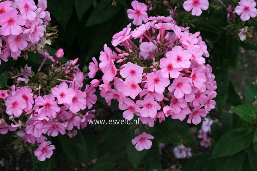 Phlox paniculata 'Hesperis'