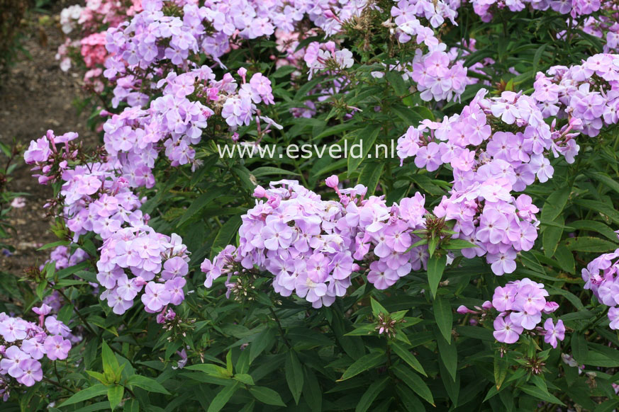 Phlox paniculata 'Lavendelwolke'