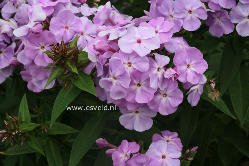 Phlox paniculata 'Lavendelwolke'