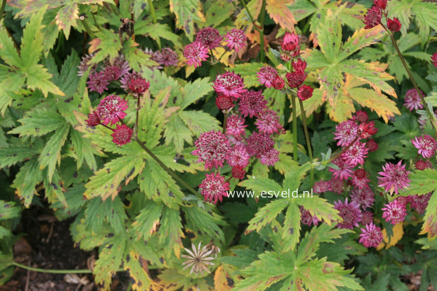 Astrantia major 'Ruby Wedding'