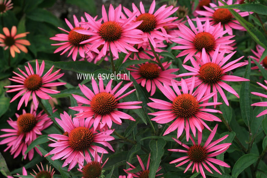 Echinacea purpurea 'Pica Bella'