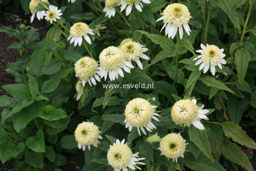 Echinacea purpurea 'Coconut Lime'