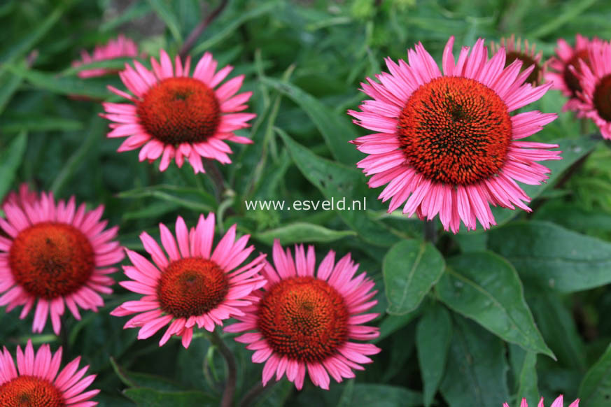 Echinacea purpurea 'Vintage Wine'